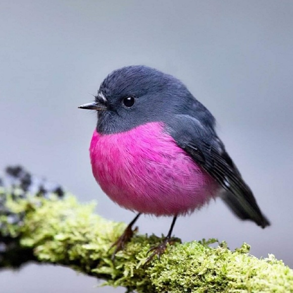 Meet your Posher, Mani - Picture 1 of 1